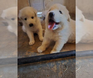 Great Pyrenees Dogs for adoption in Spring, TX, USA
