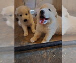 Cheddar Spud - Male Great Pyrenees Dog for Adoption - Small photo