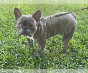 French Bulldog Puppy for sale in HEWITT, TX, USA