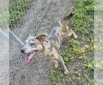 Small Catahoula Leopard Dog Mix