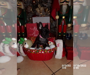 French Bulldog Puppy for sale in MIRAMAR, FL, USA