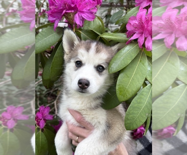 Medium Photo #6 Pomsky Puppy For Sale in VENUS, PA, USA