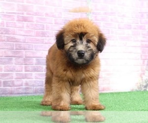 Soft Coated Wheaten Terrier Puppy for sale in BEL AIR, MD, USA