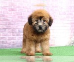 Small Photo #1 Soft Coated Wheaten Terrier Puppy For Sale in BEL AIR, MD, USA