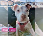Small #38 American Staffordshire Terrier-Labrador Retriever Mix