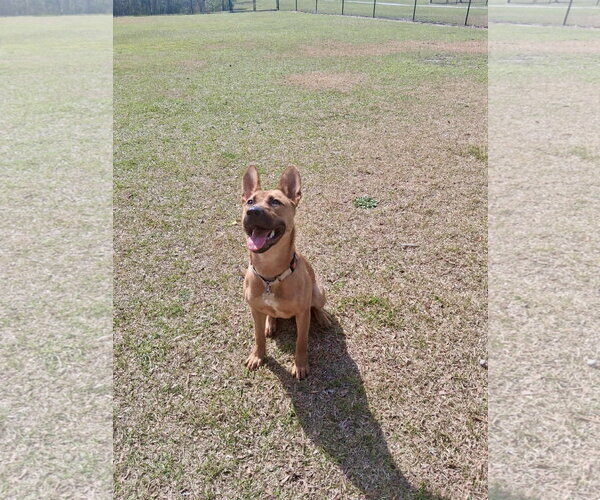 Medium Photo #5 Mutt Puppy For Sale in Holly Springs, NC, USA