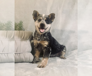 Australian Cattle Dog-Border Collie Mix Puppy for sale in HILLSBORO, WI, USA
