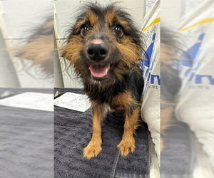 Mutt Dogs for adoption in Peoria, IL, USA