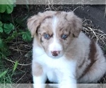 Small Photo #1 Border Collie Puppy For Sale in MERCED, CA, USA