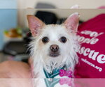 Small #8 Mutt