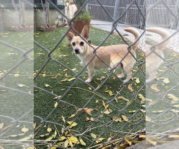 Medium Photo #3 Chihuahua-Unknown Mix Puppy For Sale in W Hollywood, CA, USA