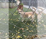 Small #2 Chihuahua Mix