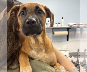 Mutt Dogs for adoption in Washington, DC, USA