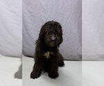Small #3 Mutt