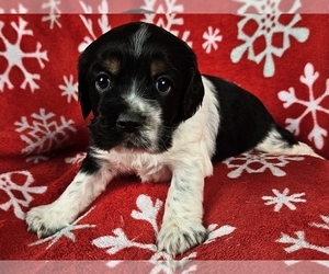 Cocker Spaniel Puppy for sale in PROVIDENCE, RI, USA