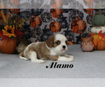 Small #13 Cavalier King Charles Spaniel