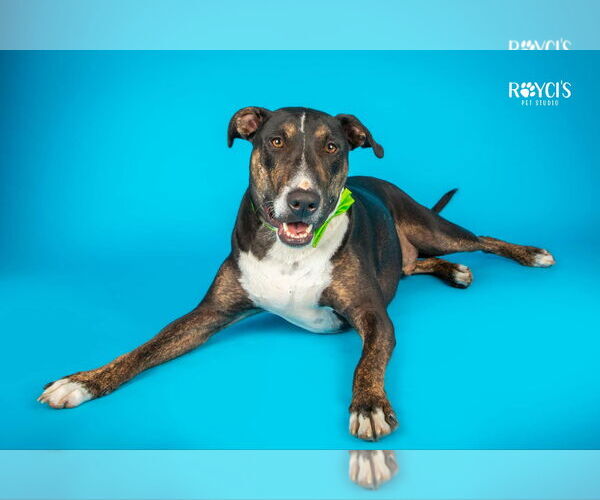 Medium Photo #14 Bull Terrier-Unknown Mix Puppy For Sale in Sandy, UT, USA