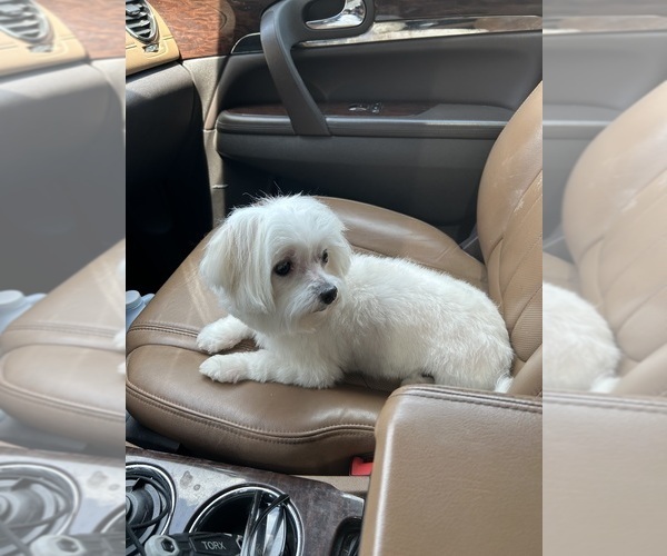 Medium Photo #1 Morkie Puppy For Sale in COLUMBIA, SC, USA