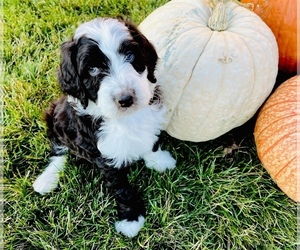 Aussiedoodle Puppy for sale in COLORADO SPRINGS, CO, USA
