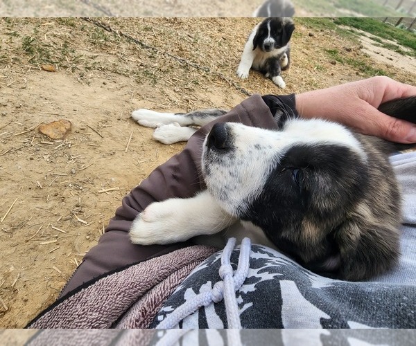 Medium Photo #24 Anatolian Shepherd Puppy For Sale in CUMBY, TX, USA