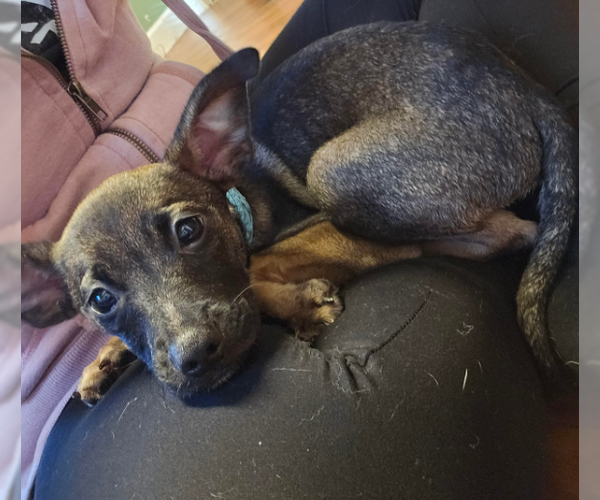 Medium Photo #6 Chihuahua-Unknown Mix Puppy For Sale in Brooklyn Center, MN, USA