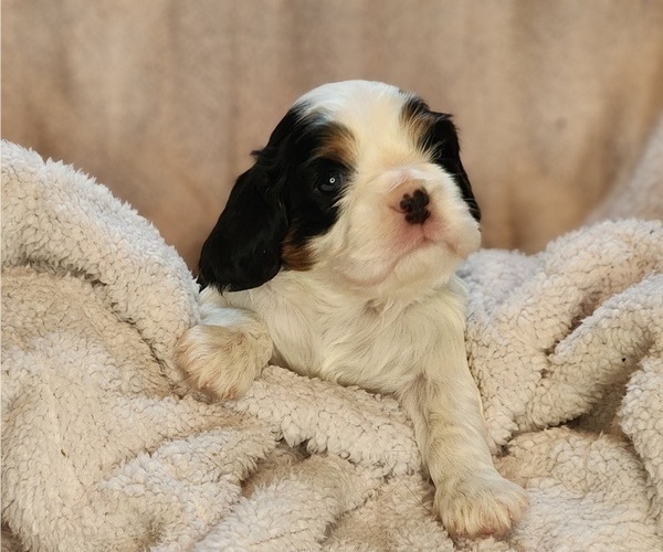 Medium Photo #3 Cavalier King Charles Spaniel Puppy For Sale in ALTON, NH, USA