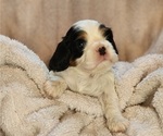Small Photo #3 Cavalier King Charles Spaniel Puppy For Sale in ALTON, NH, USA