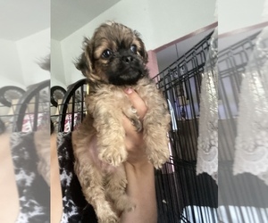 Shih-Poo-ShihPoo Mix Puppy for sale in SAN ANTONIO, TX, USA