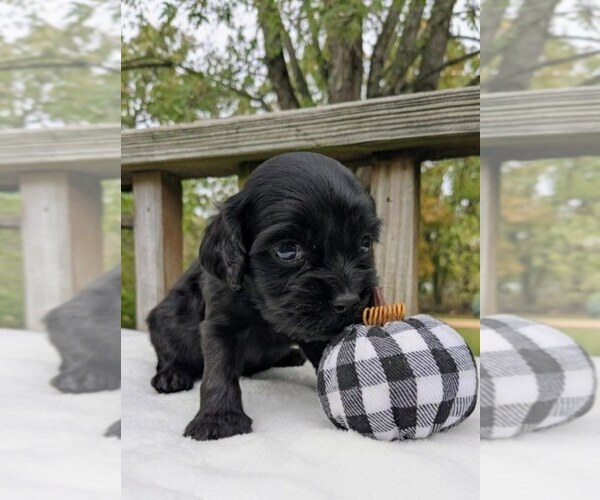 Medium Photo #2 Cock-A-Poo Puppy For Sale in SALEM, MO, USA