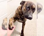 Small #1 Mutt