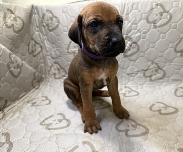 Medium Photo #5 Labrador Retriever-Rhodesian Ridgeback Mix Puppy For Sale in FRESNO, CA, USA