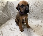 Dakota - Female Labrador Retriever-Rhodesian Ridgeback Mix Puppy for Sale - Photo #5