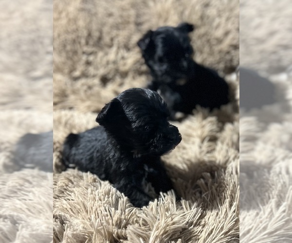 Medium Photo #13 Schnauzer (Miniature) Puppy For Sale in WALNUT COVE, NC, USA