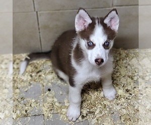 Siberian Husky Puppy for sale in HEPPNER, OR, USA