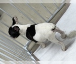 Small Photo #9 French Bulldog Puppy For Sale in VILLA PARK, IL, USA