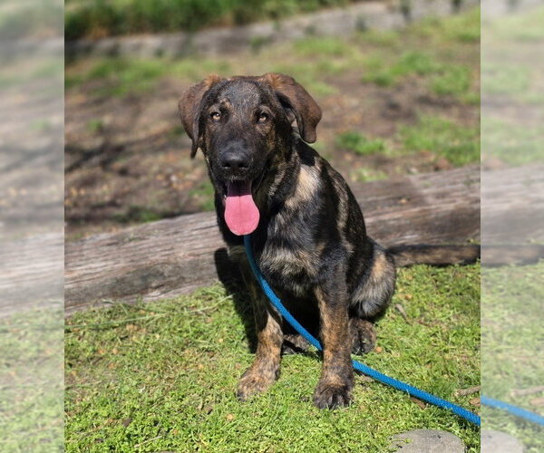 Medium Photo #1 German Shepherd Dog-Unknown Mix Puppy For Sale in Brewster, NY, USA