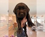 Small #3 Golden Labrador