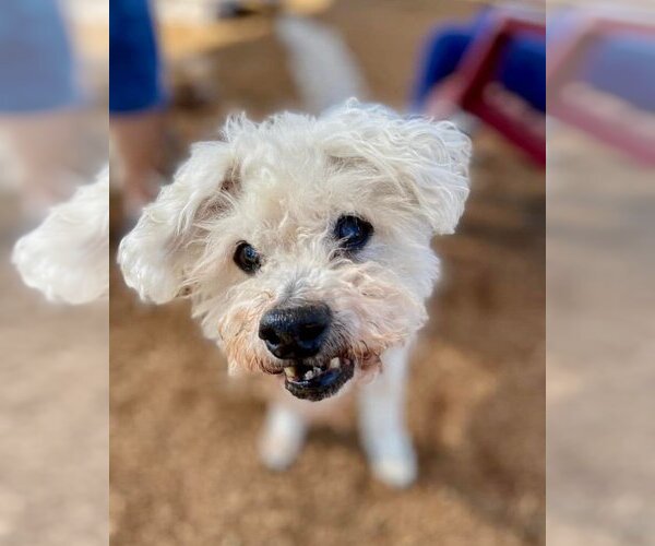 Medium Photo #3 Poodle (Miniature)-Unknown Mix Puppy For Sale in  Ramona, CA, USA