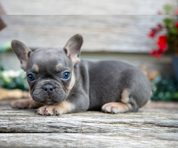 Medium Photo #24 French Bulldog Puppy For Sale in BALTIC, OH, USA