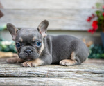 Small Photo #24 French Bulldog Puppy For Sale in BALTIC, OH, USA