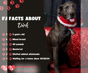 Labrador Retriever-Unknown Mix Dogs for adoption in North Myrtle Beach, SC, USA