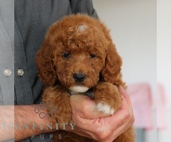 Medium Photo #5 Goldendoodle Puppy For Sale in GORDONVILLE, PA, USA