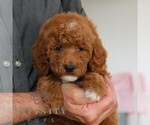 Small #4 Goldendoodle