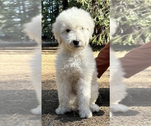 Goldendoodle Puppy for Sale in THE DALLES, Oregon USA