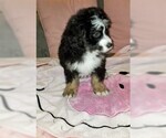 Small Photo #8 Miniature Bernedoodle Puppy For Sale in BELLVILLE, OH, USA