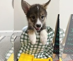 Small #1 Pomsky-Shiba Inu Mix