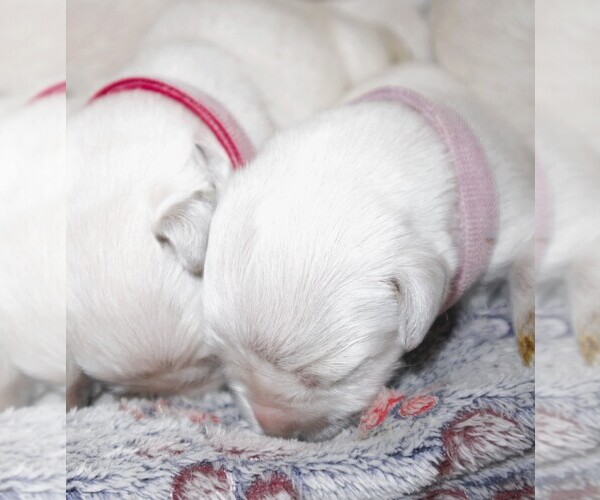 Medium Photo #10 English Cream Golden Retriever Puppy For Sale in LANCASTER, WI, USA