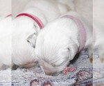 Puppy 9 English Cream Golden Retriever