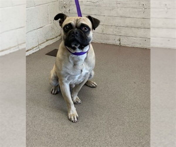 Medium Photo #1 Pug Puppy For Sale in San Bernardino, CA, USA