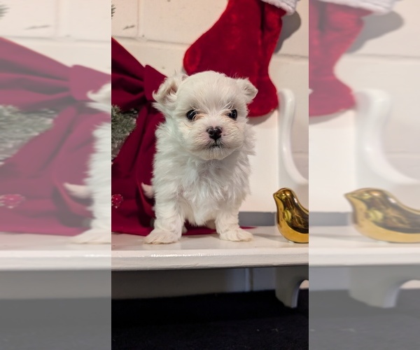 Medium Photo #26 Maltese Puppy For Sale in GOSHEN, IN, USA